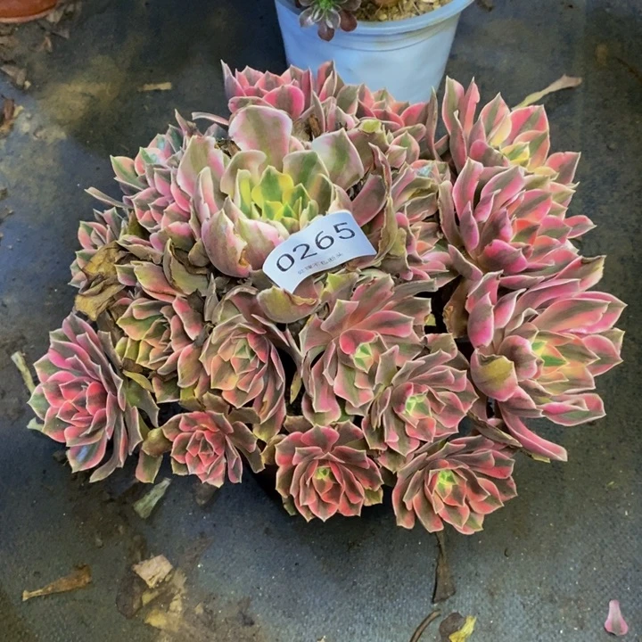 男神多肉断头不包0265