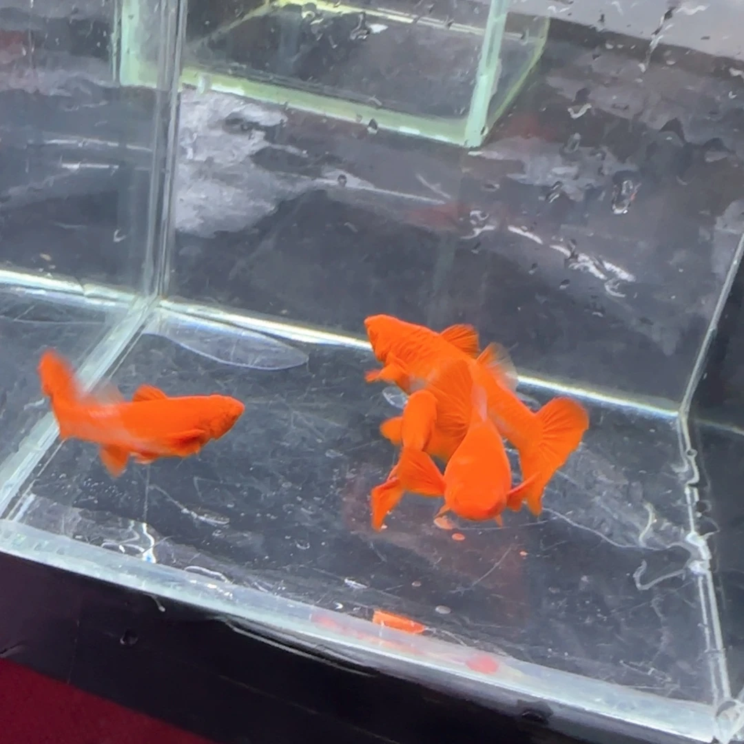 孔雀鱼微瑕分水4条