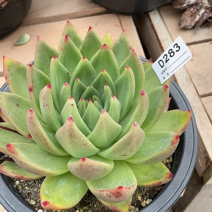 若如东云单拍D283