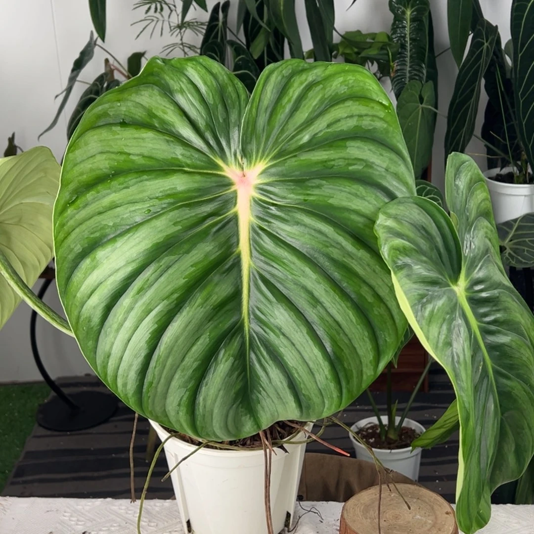 完全开放老桩西瓜碧浪