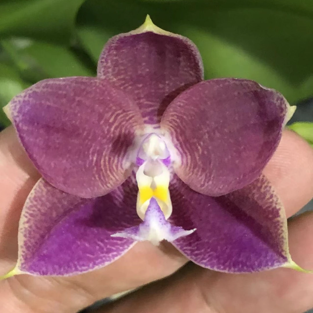 精品浓香型蝴蝶兰