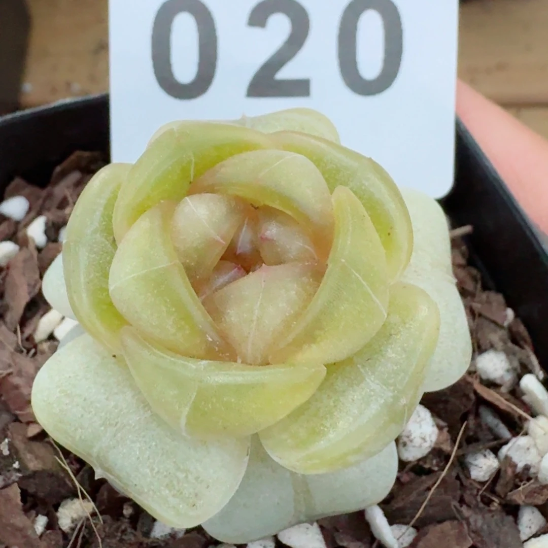 宫廷美酒         精品多肉