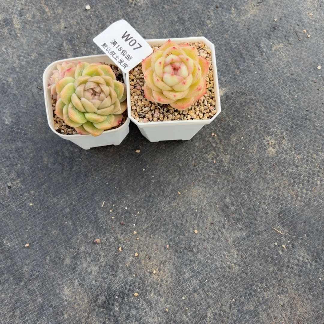 一***秋东篱下多肉植物哈哈哈07