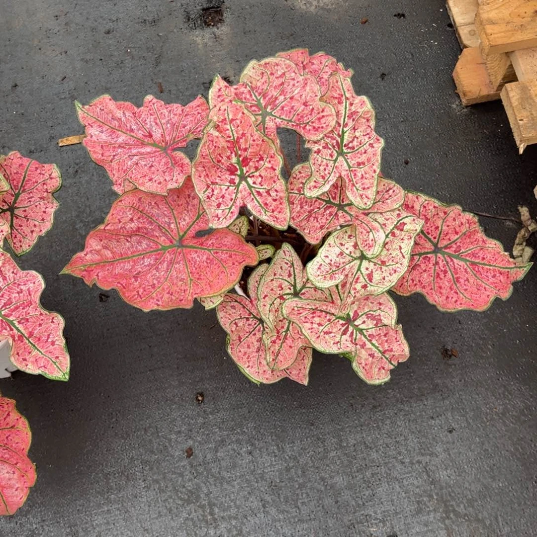 完全开放你***当彩叶芋