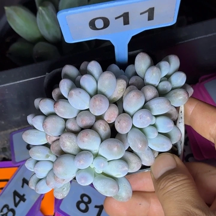 多肉植物汤圆群011