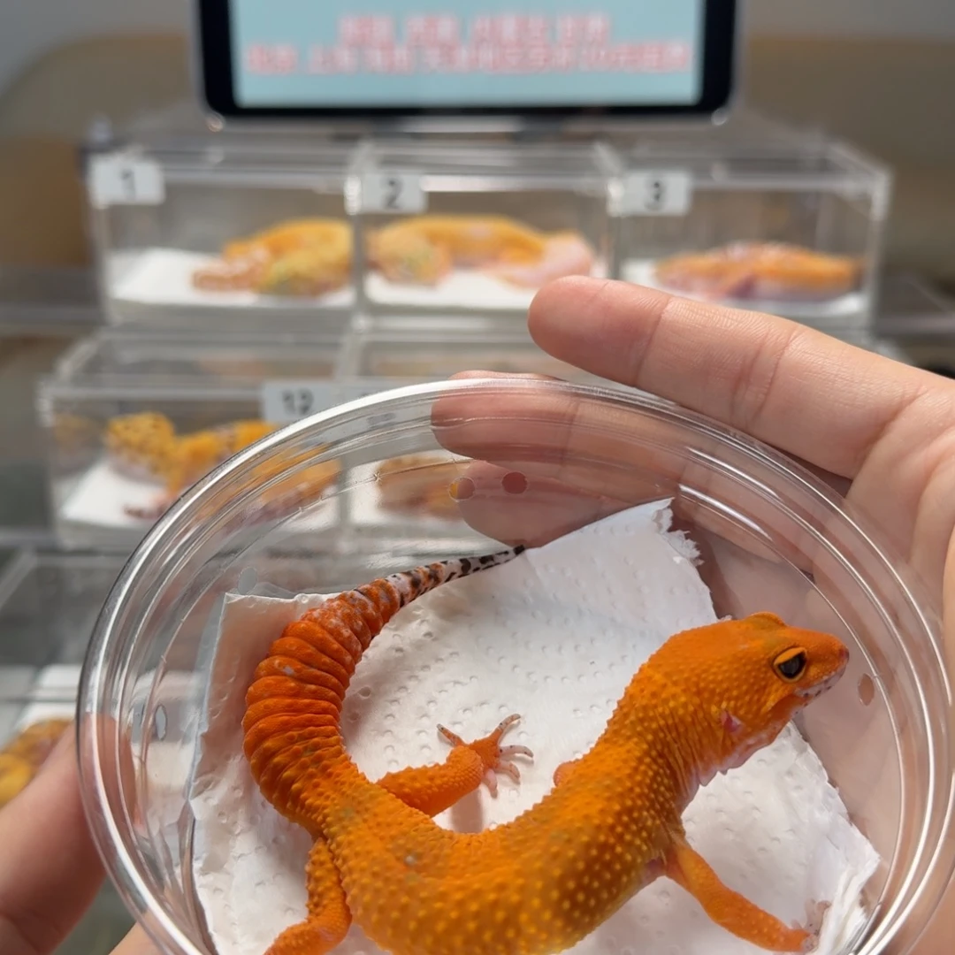 豹纹守宫血蜜桔妹妹