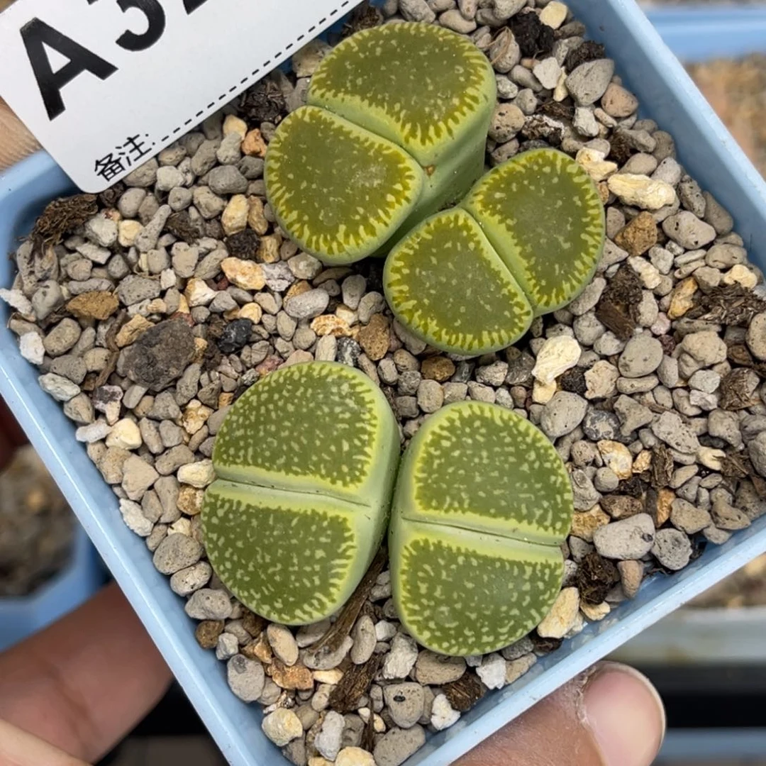 3254双头绿光阳2颗