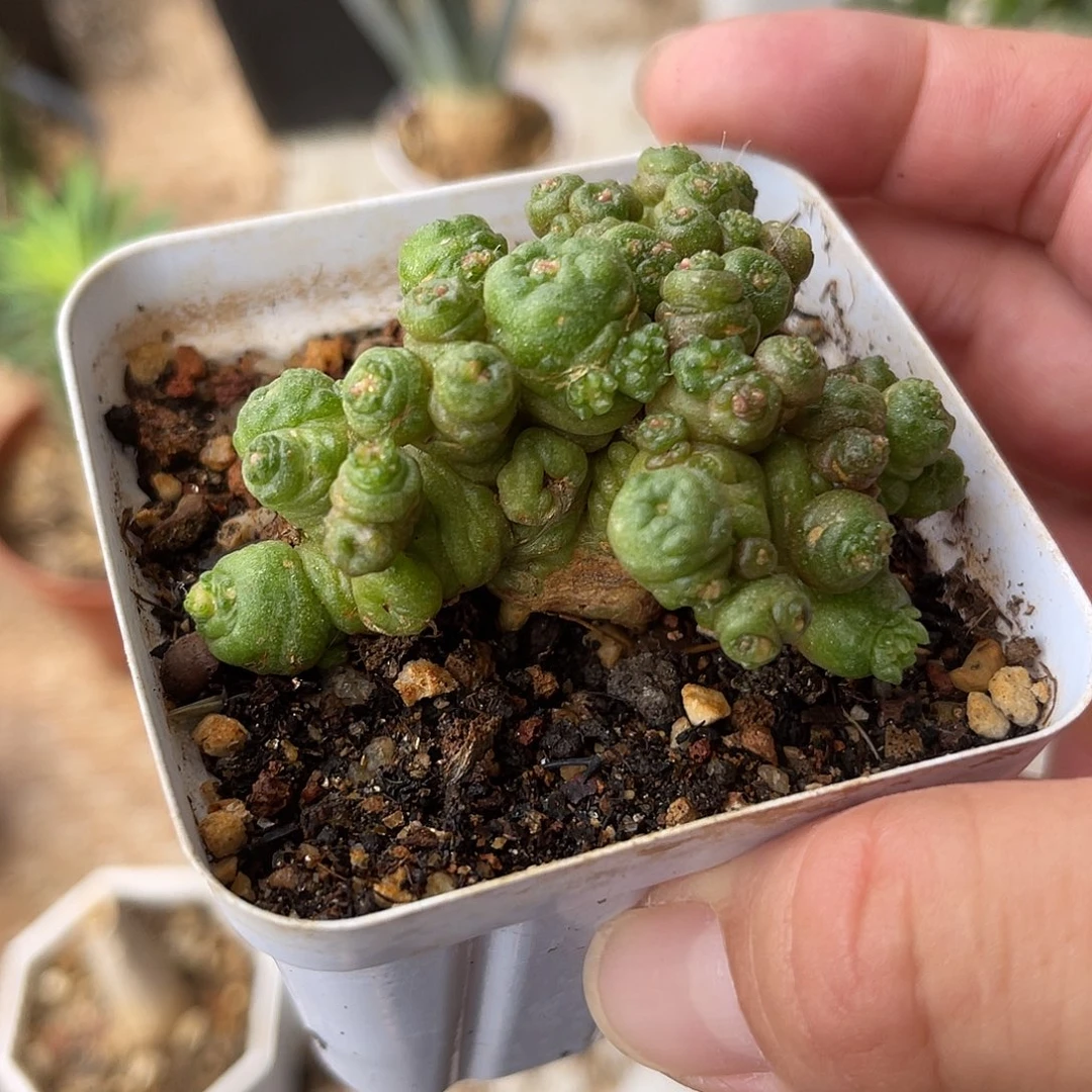 高沙一点红一物一拍