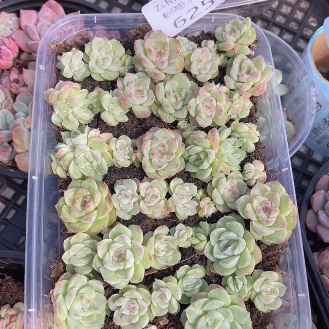云糖心多肉植物625