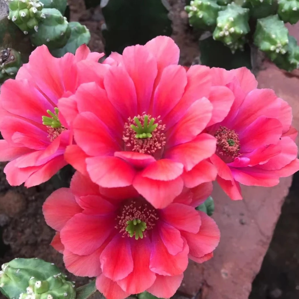 水仙情郎仙人球开花