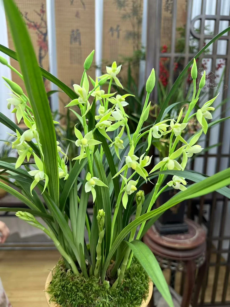 兰花 建兰铭品【漓江雪带5-8支花剑】宜兴雕刻紫砂花盆 室内浓香型