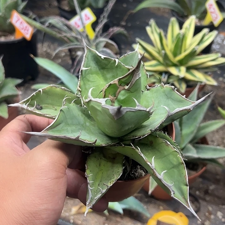山龟仁王冠16cm龙舌兰