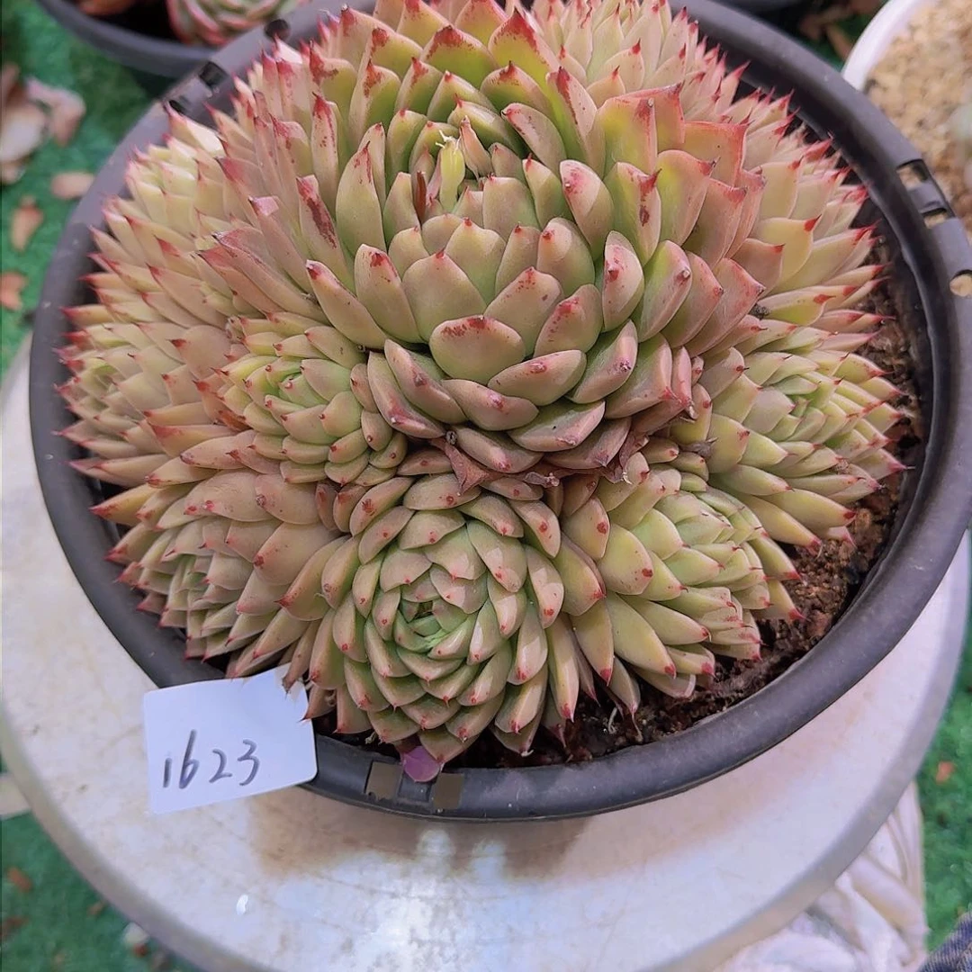 水*蓝1623东云杂多肉