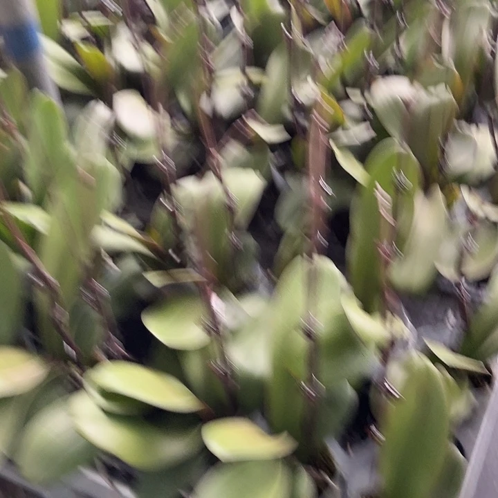 小***账无花朵豆蔻一颗高品质
