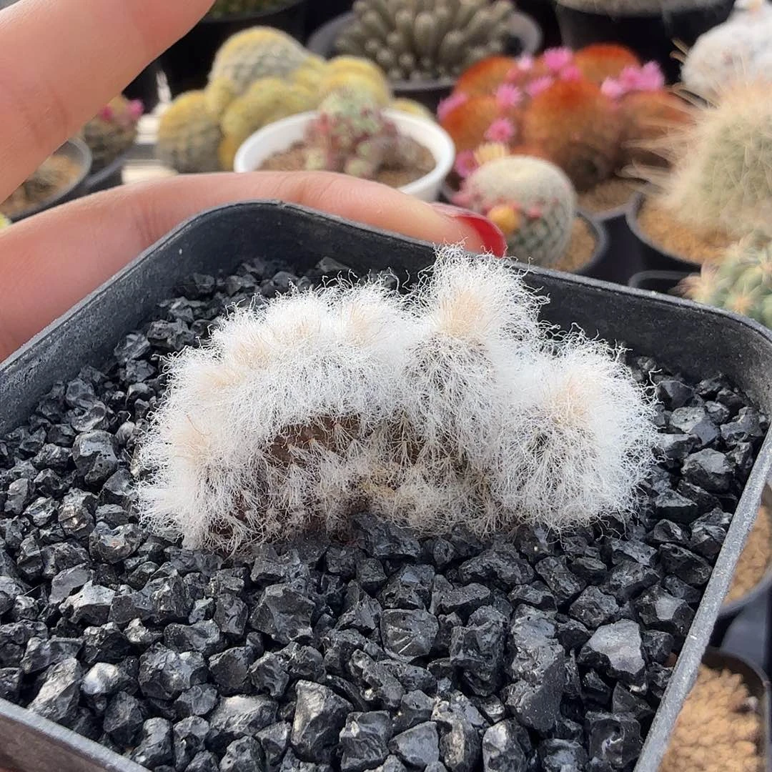 娜娜缀化带盆发货