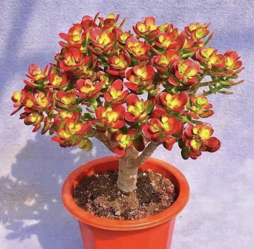 【超大盆摇钱树】整桩子脱土发 过年居家养护 好养活多肉