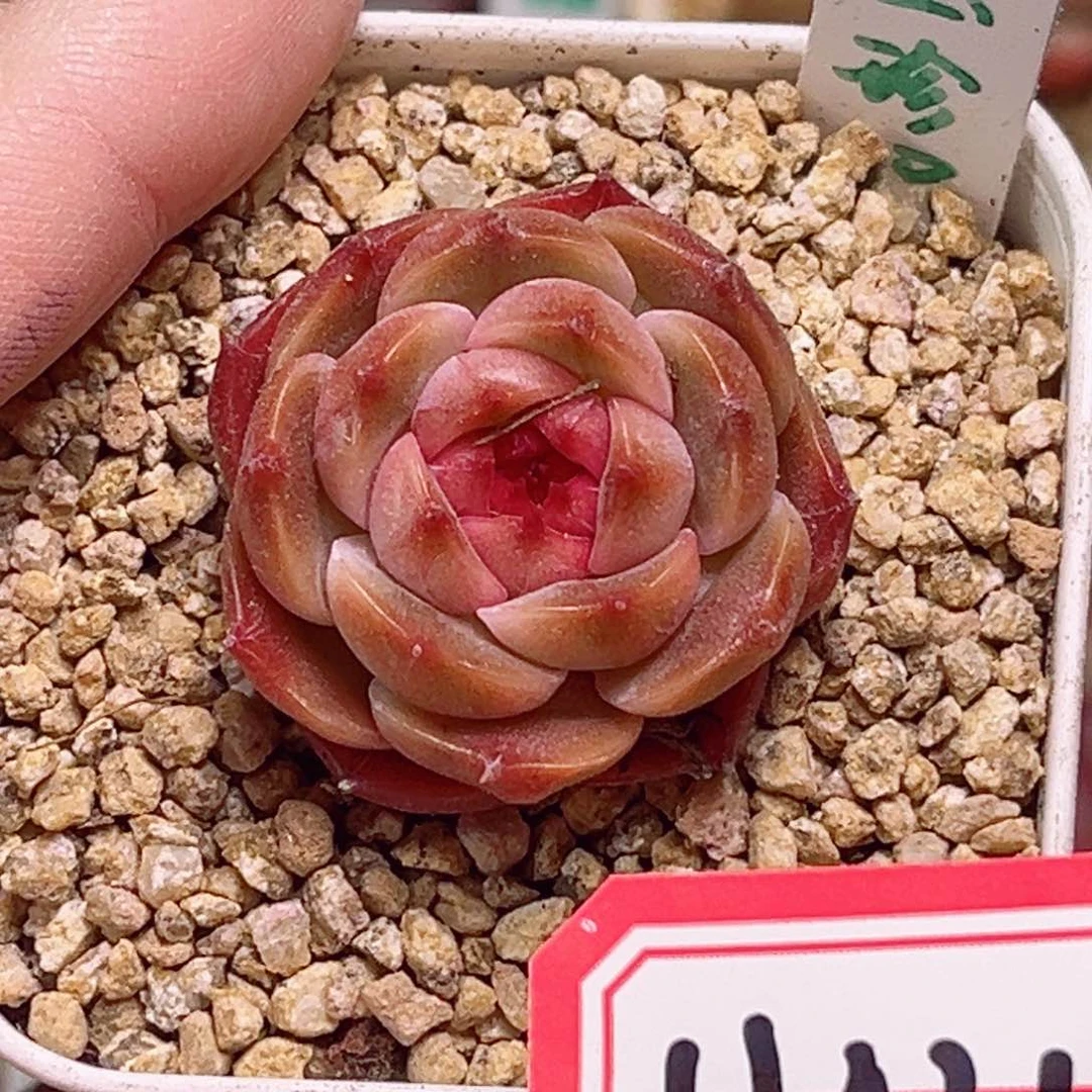 H431一物一拍 墨玉珍妮