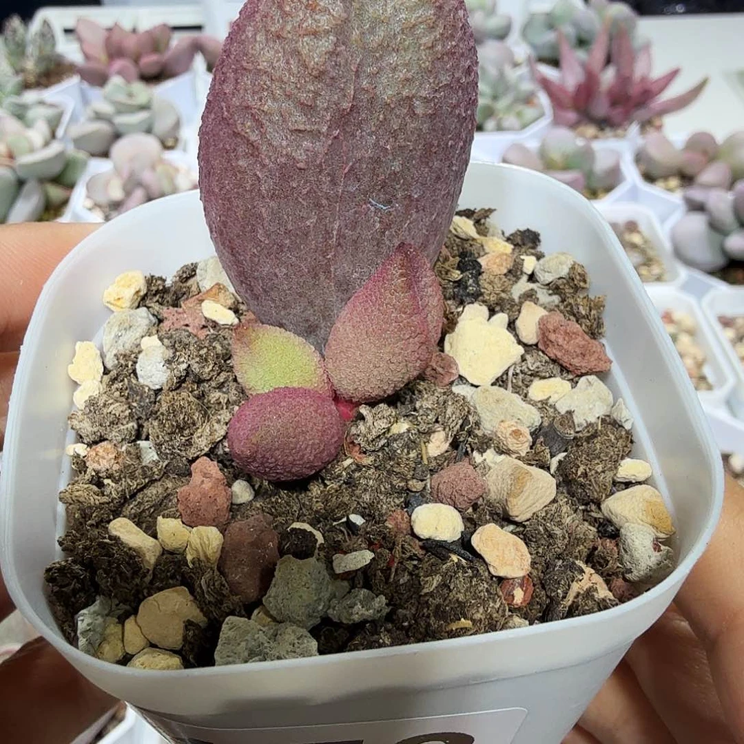服部水泡多肉植物