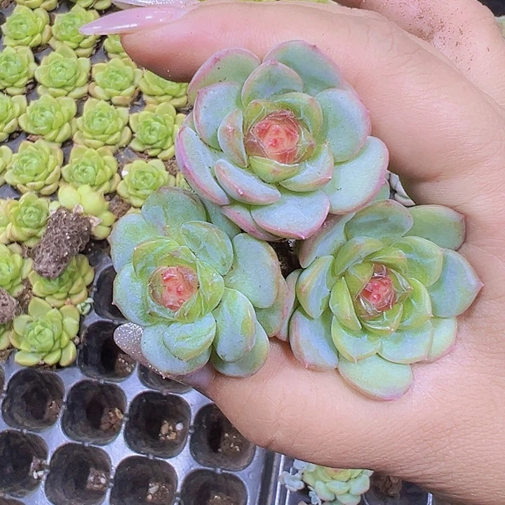琴心苗3个19包邮多肉植物手指