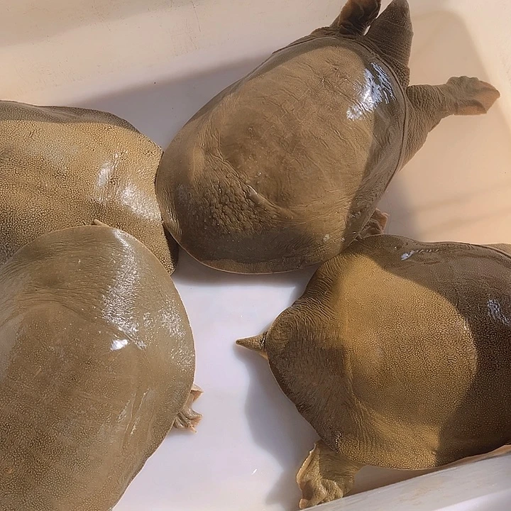 中国大陆野生甲鱼包邮包活