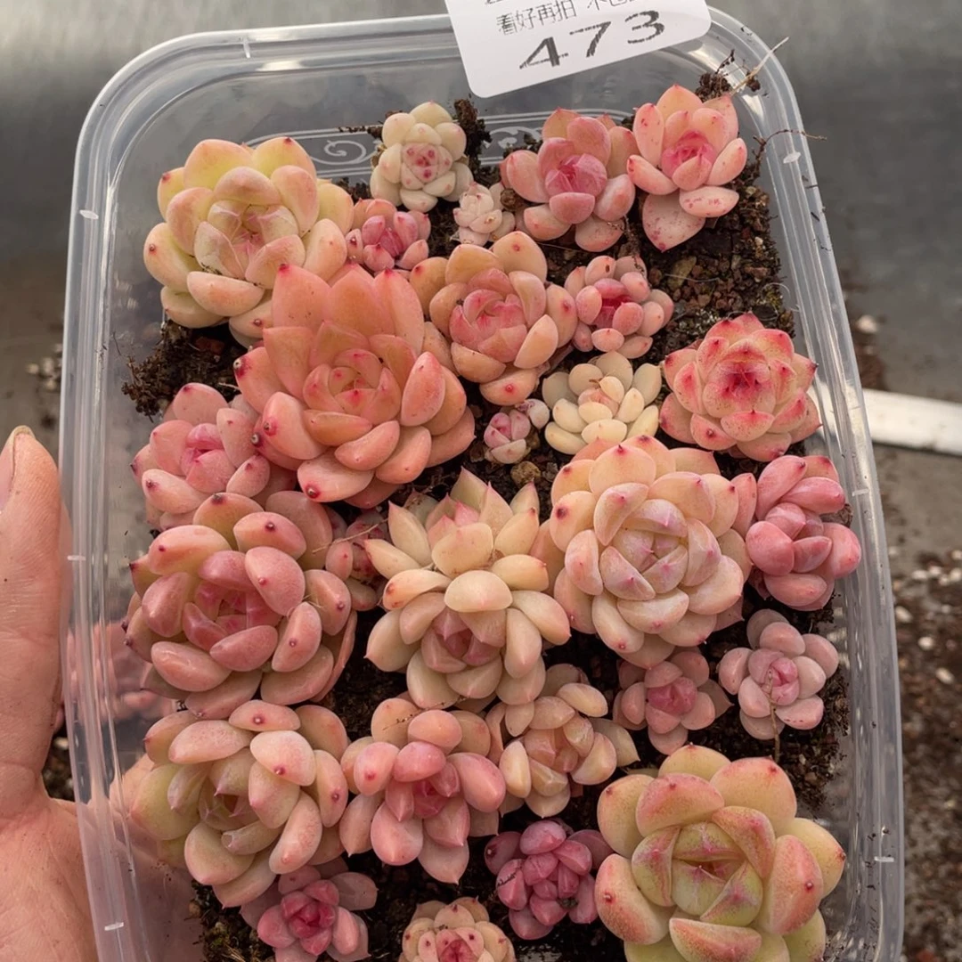 云糖心多肉植物473