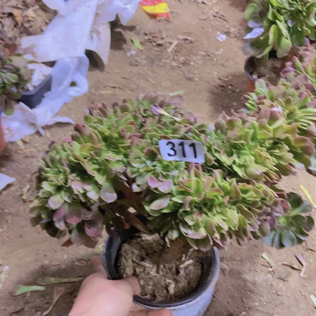 311玫瑰法师缀老板子法师