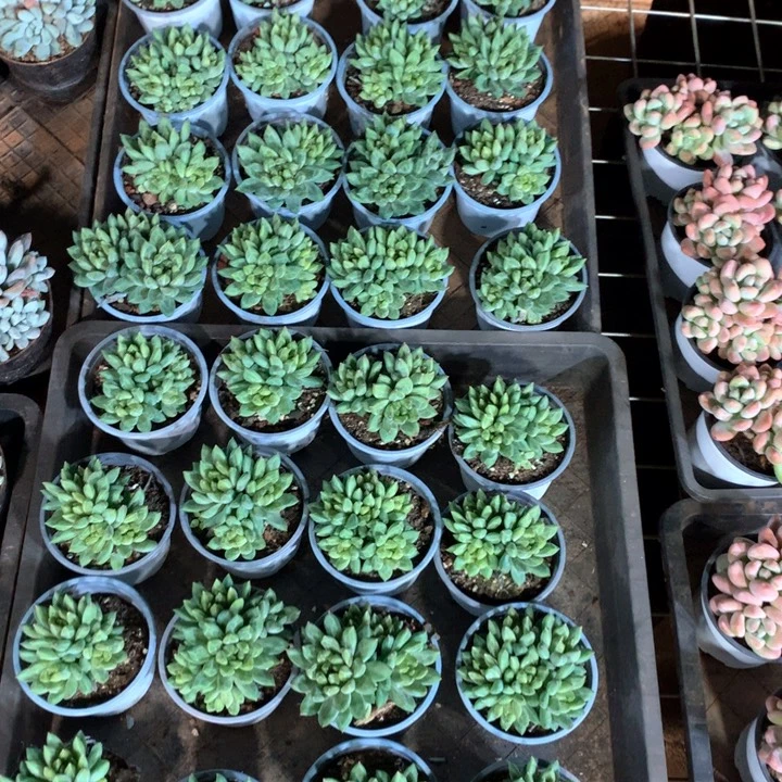 暗纹体甲骨文两颗两单包邮