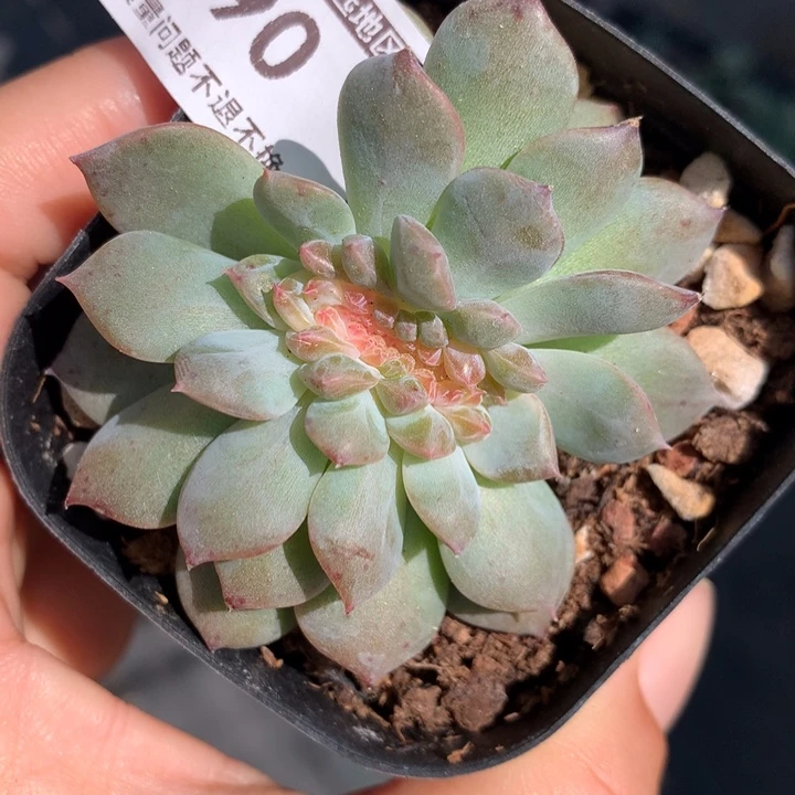 无花朵琥珀缀化多肉植物