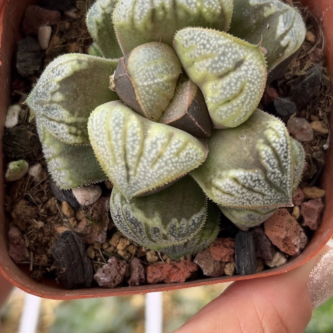 383丸叶白羊座青蟹哈哈哈哈哈哈