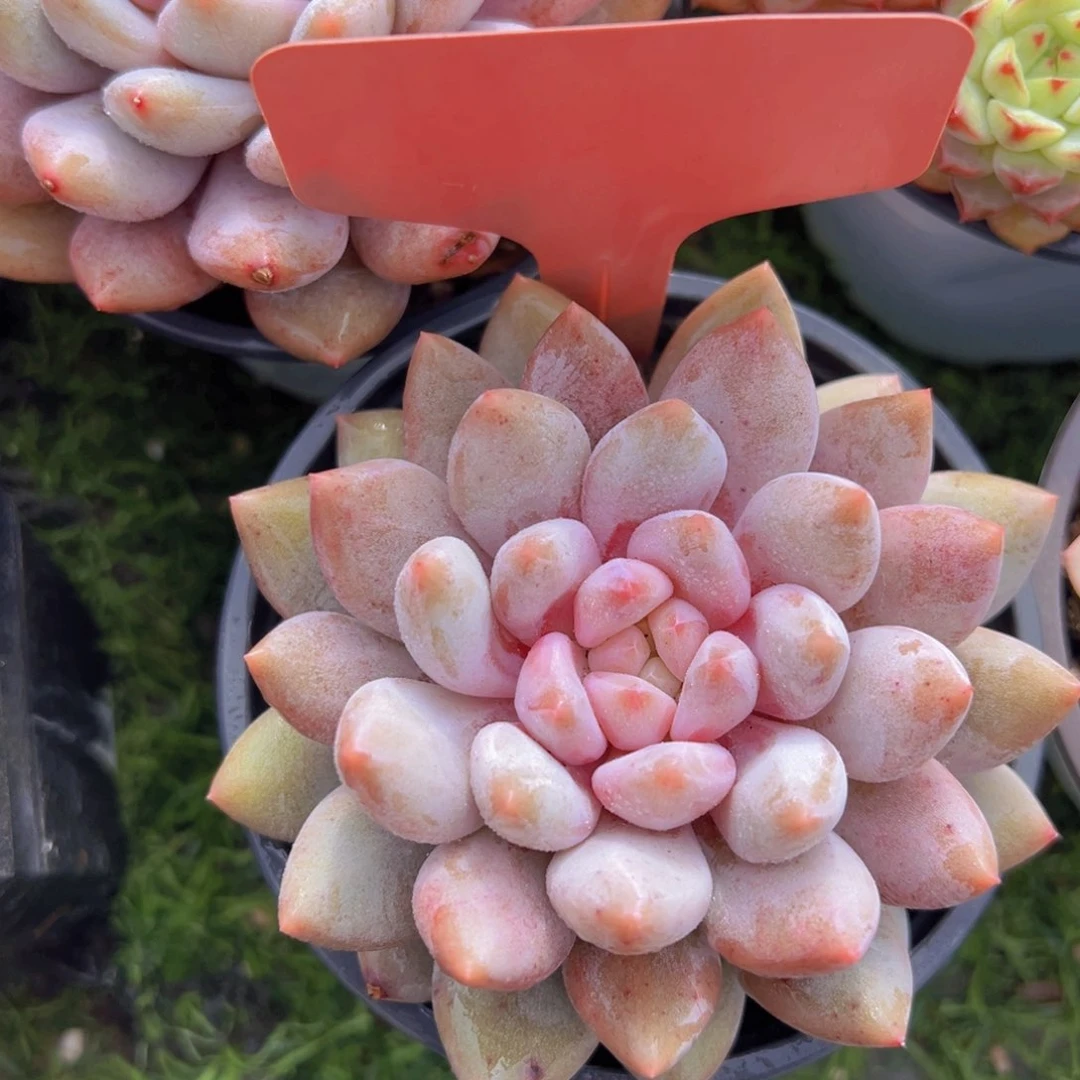 香玉的故事是一个人