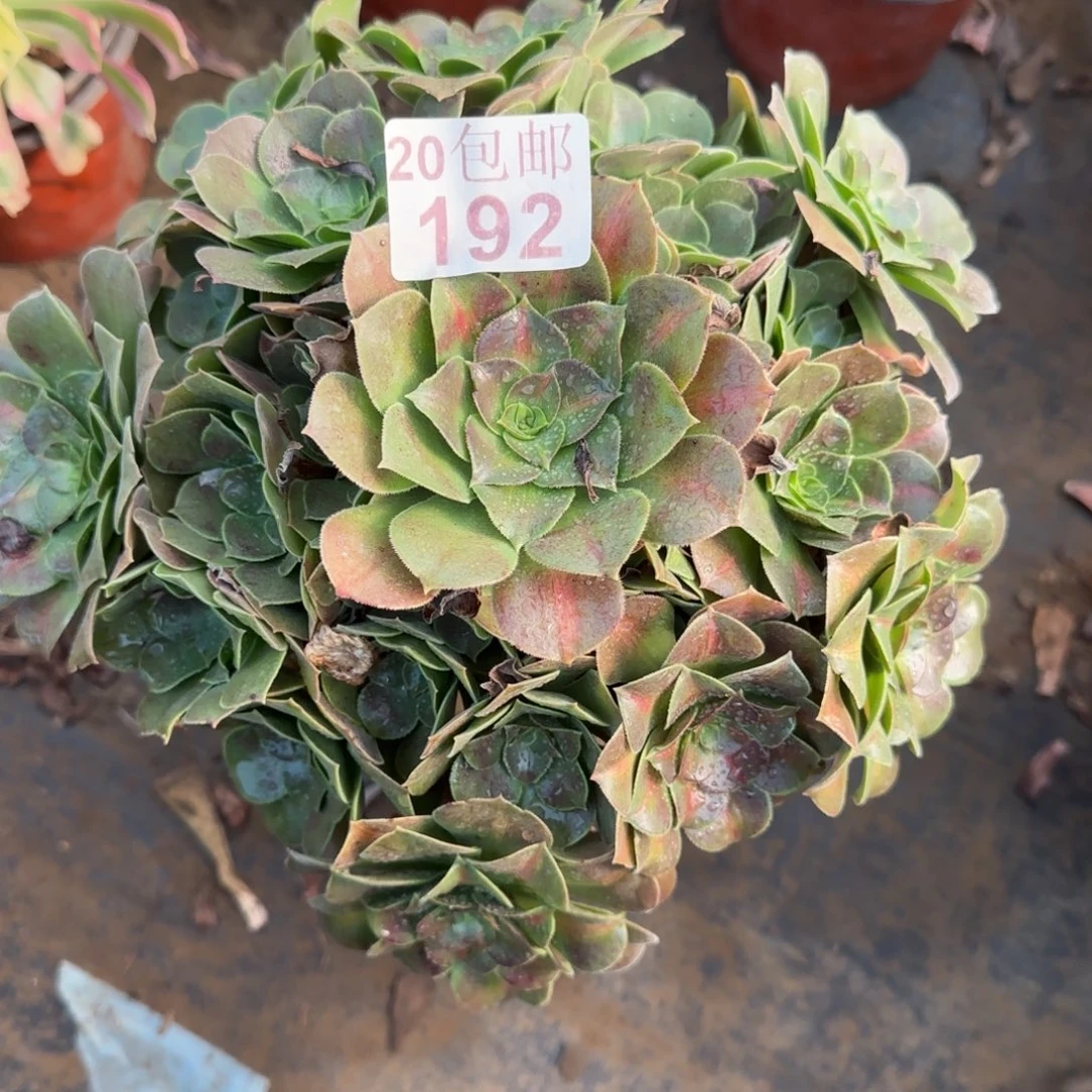 女中192满20包邮断枝不包