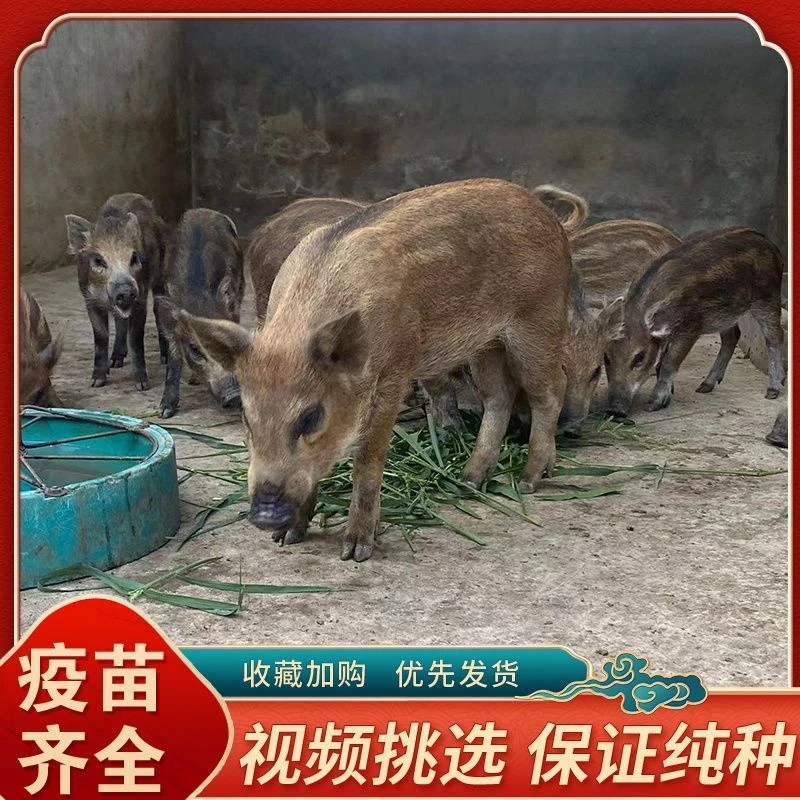正宗跑山猪二代整只发货原生态山林放养猪野猪苗