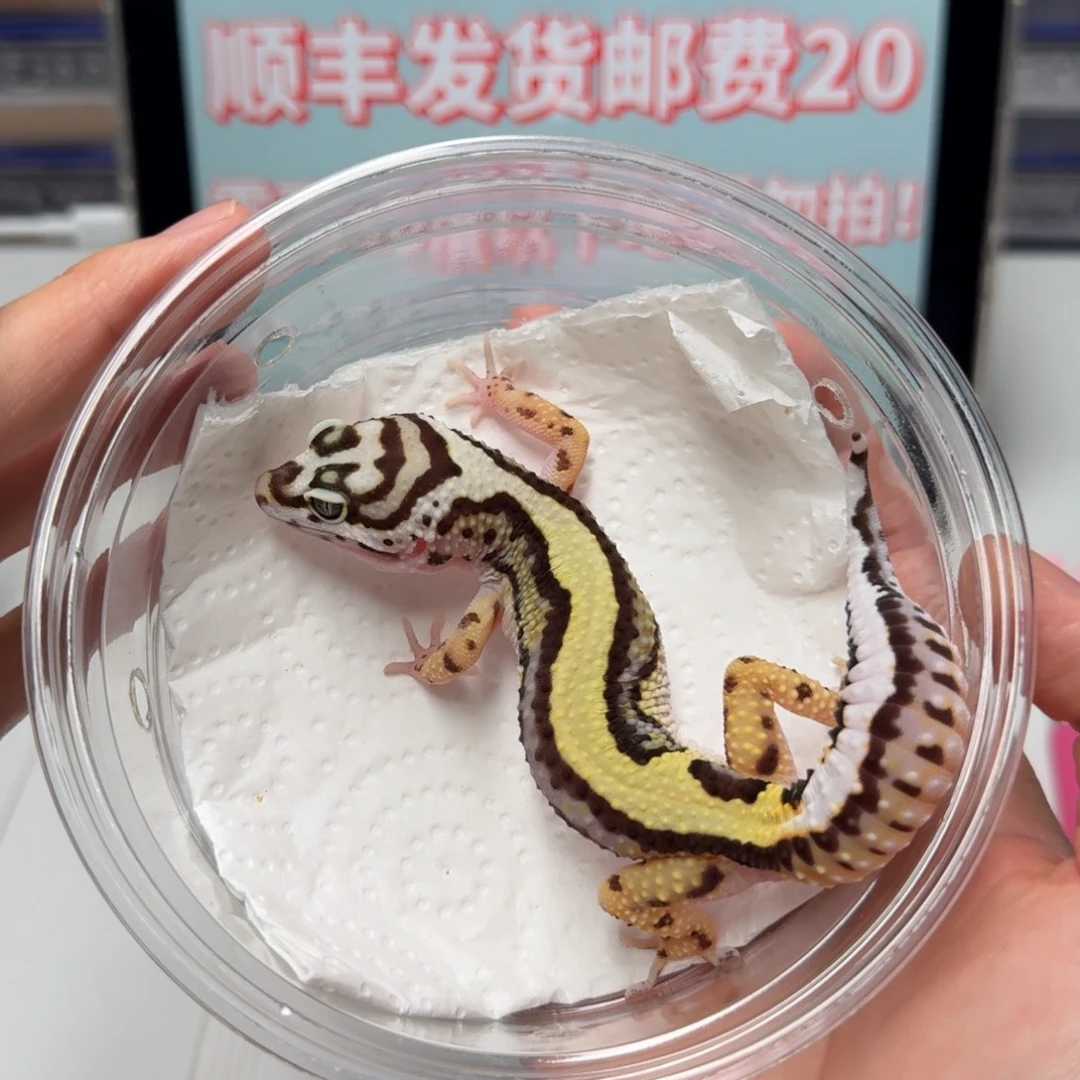 豹纹守宫笑脸土匪