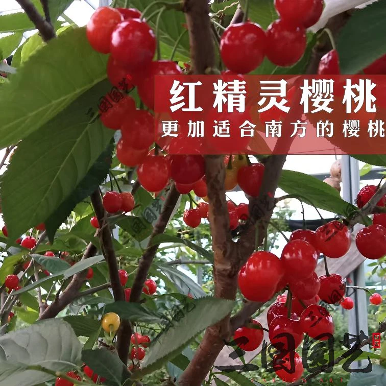 红精灵果树苗大樱桃树苗果树新品种 南方樱桃树苗南方车厘子树苗