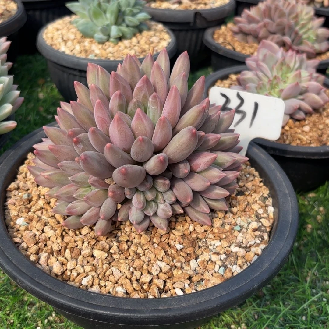 雨***天331fghhjjjjjjkknn