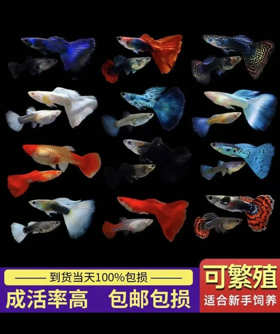 【全家福】（超备损找客服，入缸不报损）