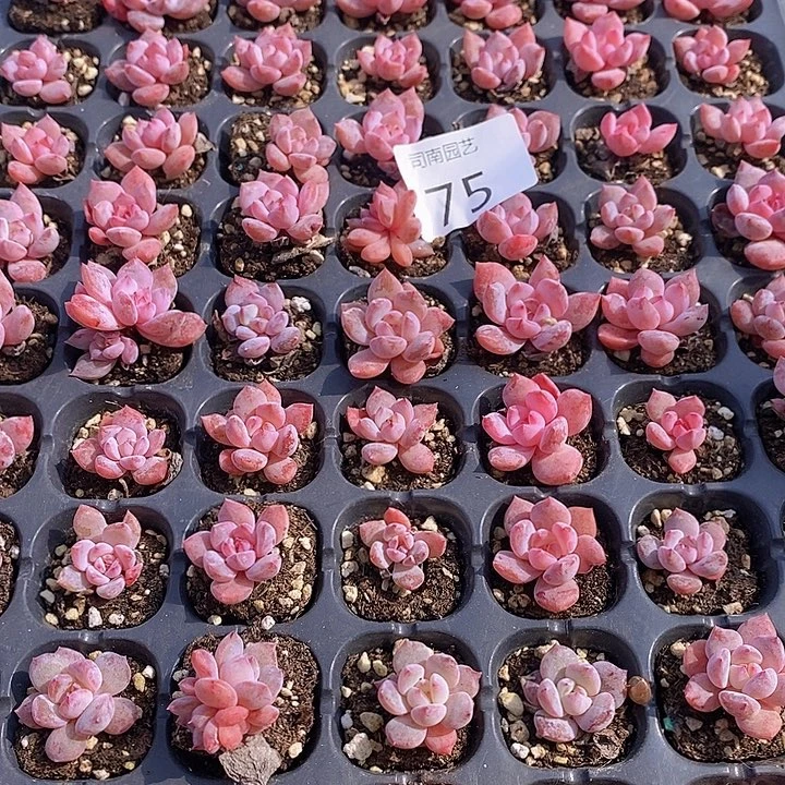 75 多肉植物盆栽花卉