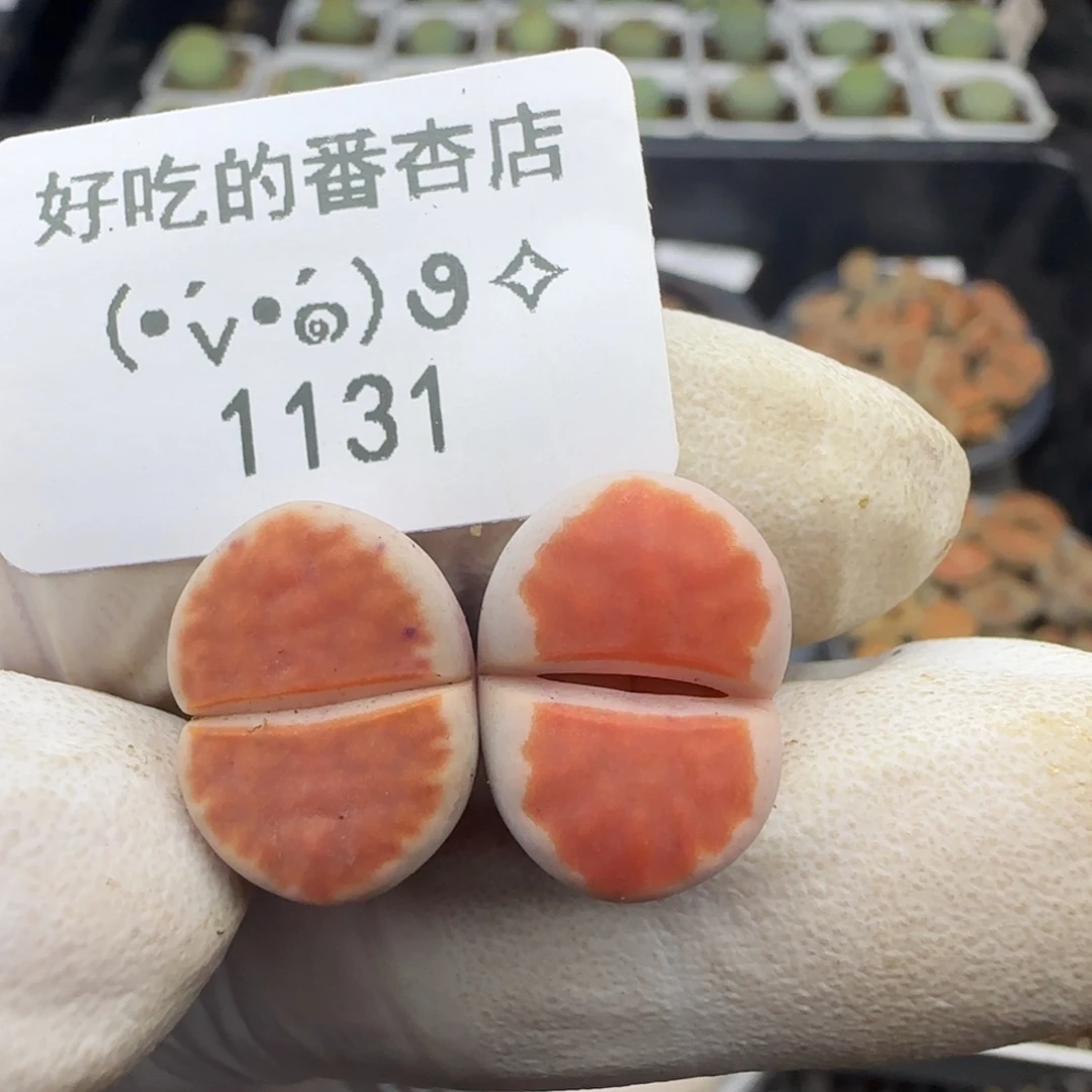 1131。默认脱土。18包邮。偏远88包邮