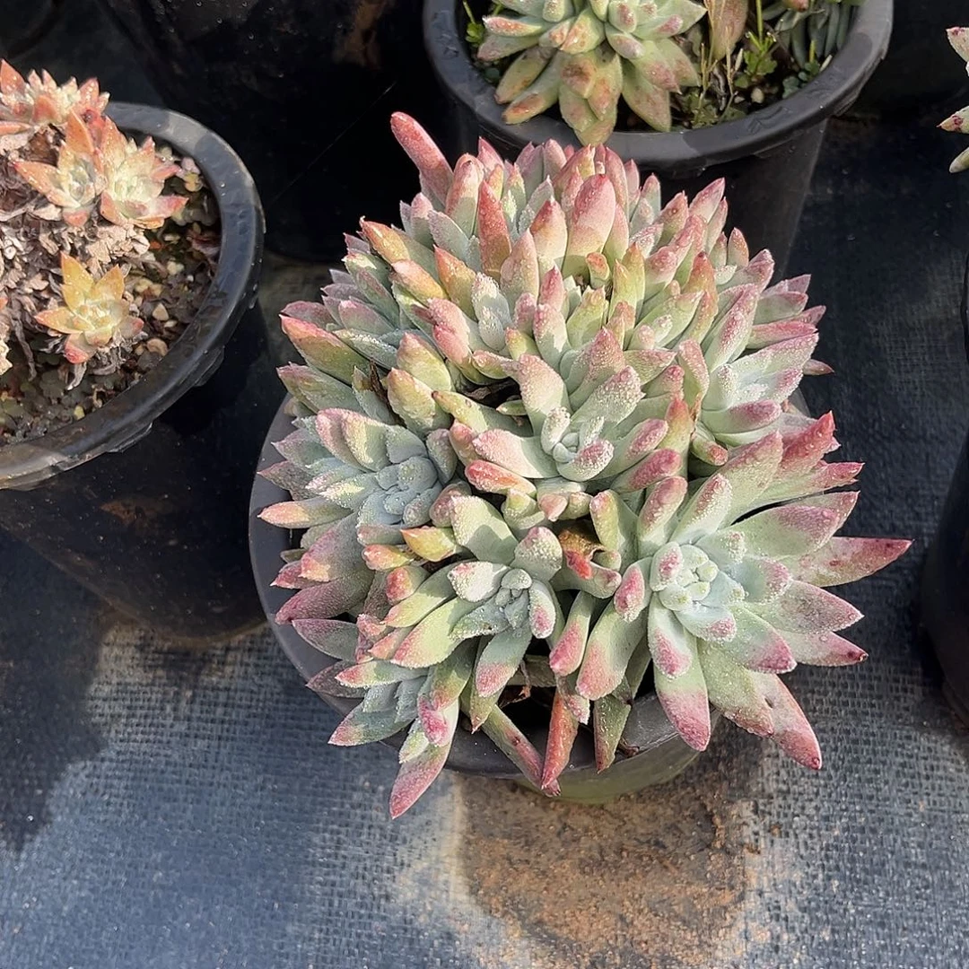 小鹿多肉一物一拍宽叶