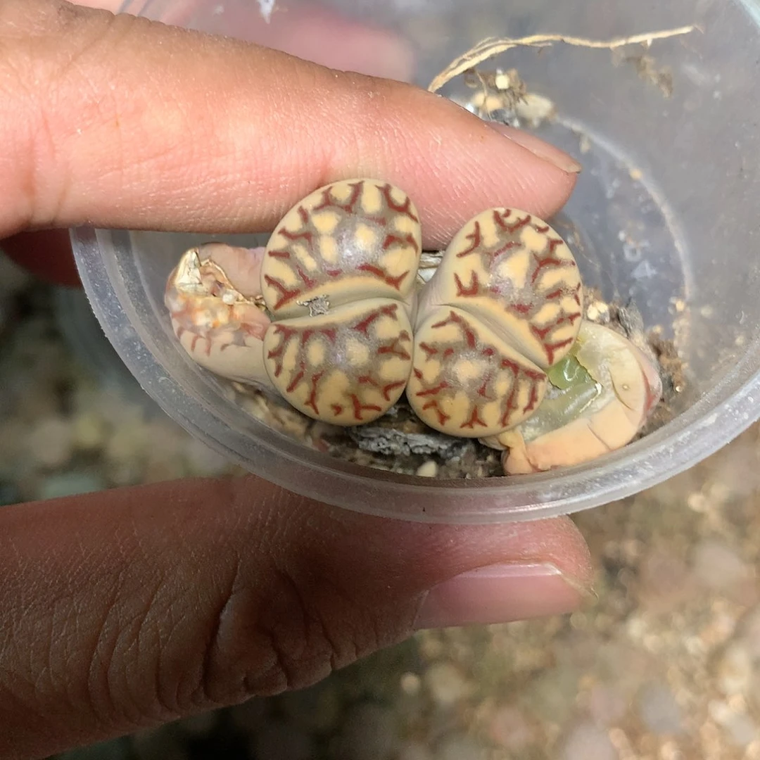 D823多肉植物保护