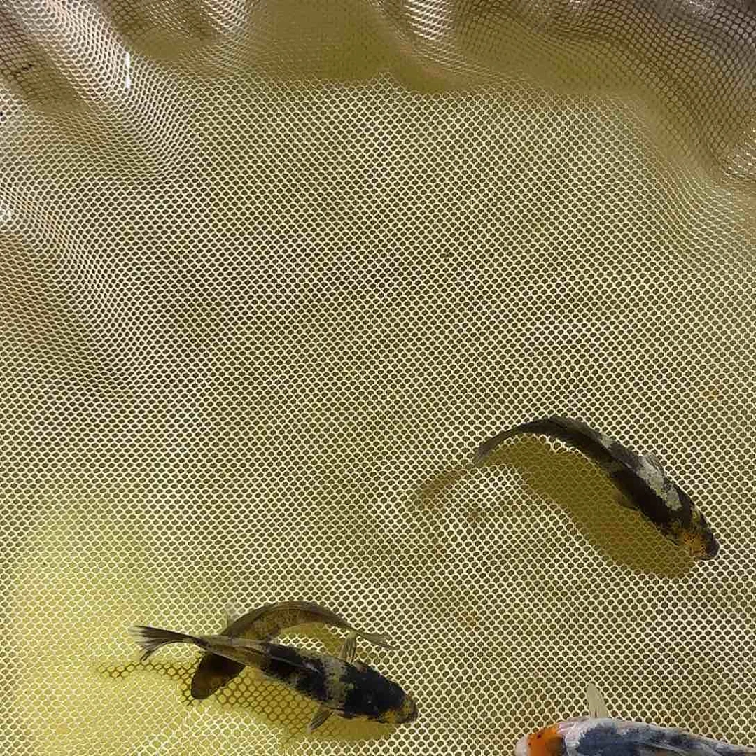 锦鲤0****3锦鲤的故事是