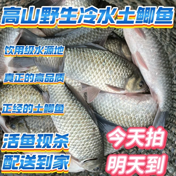 10斤装土鲫鱼 高山冷水野生土鲫鱼  高品质土鲫鱼不杀