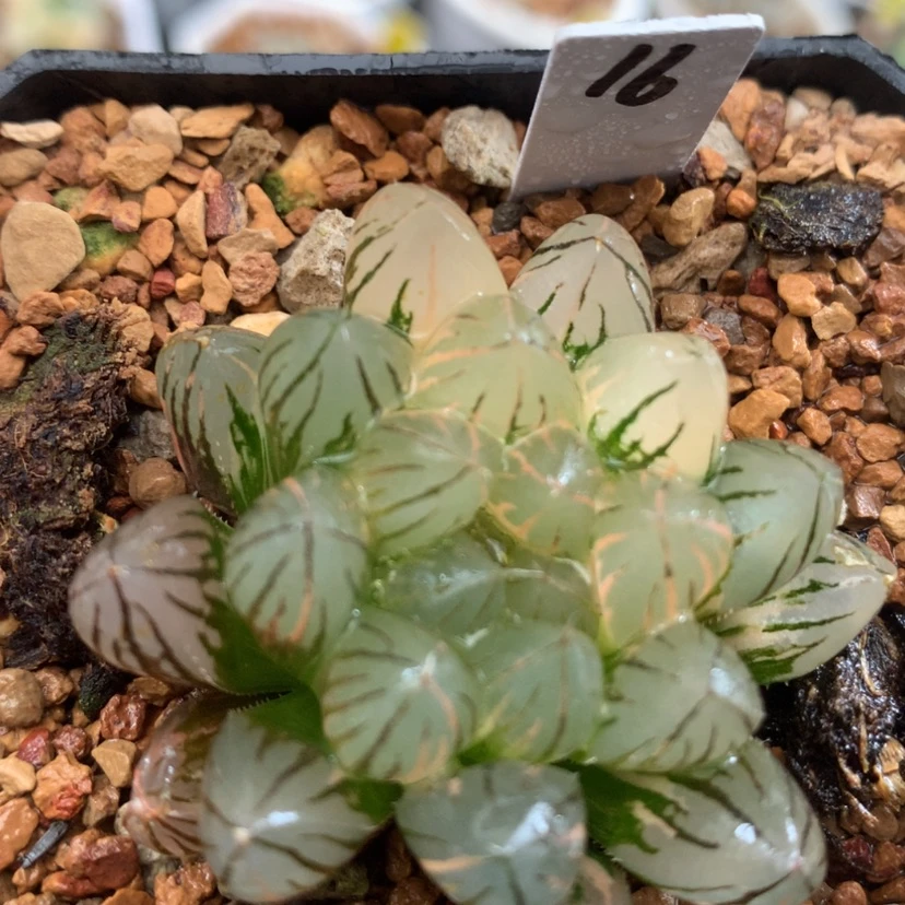 【闪购商品】16霓虹灯玉露