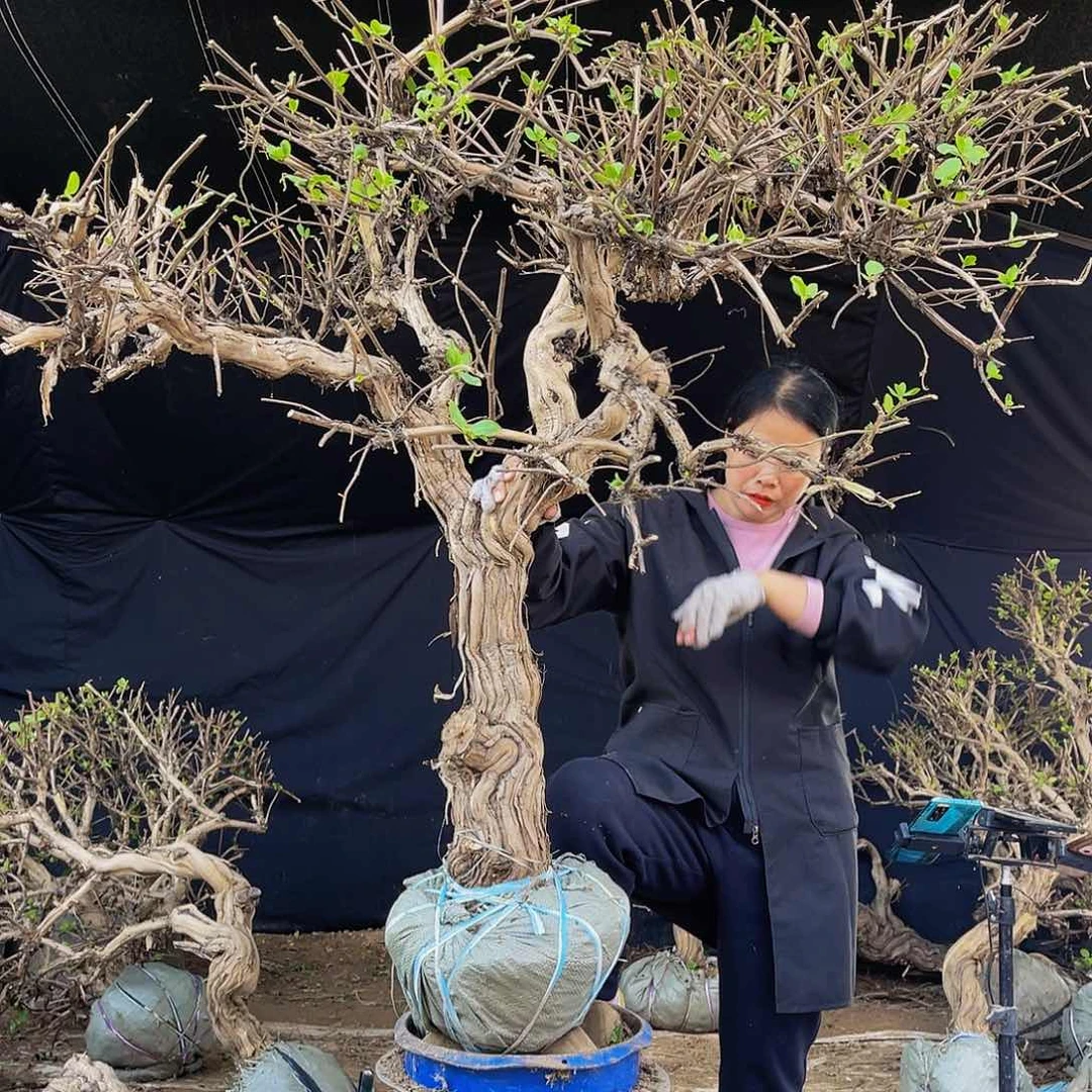 无花朵金银花等各种植物