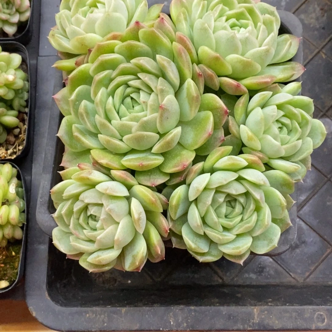 精品多肉一物一拍不包整59