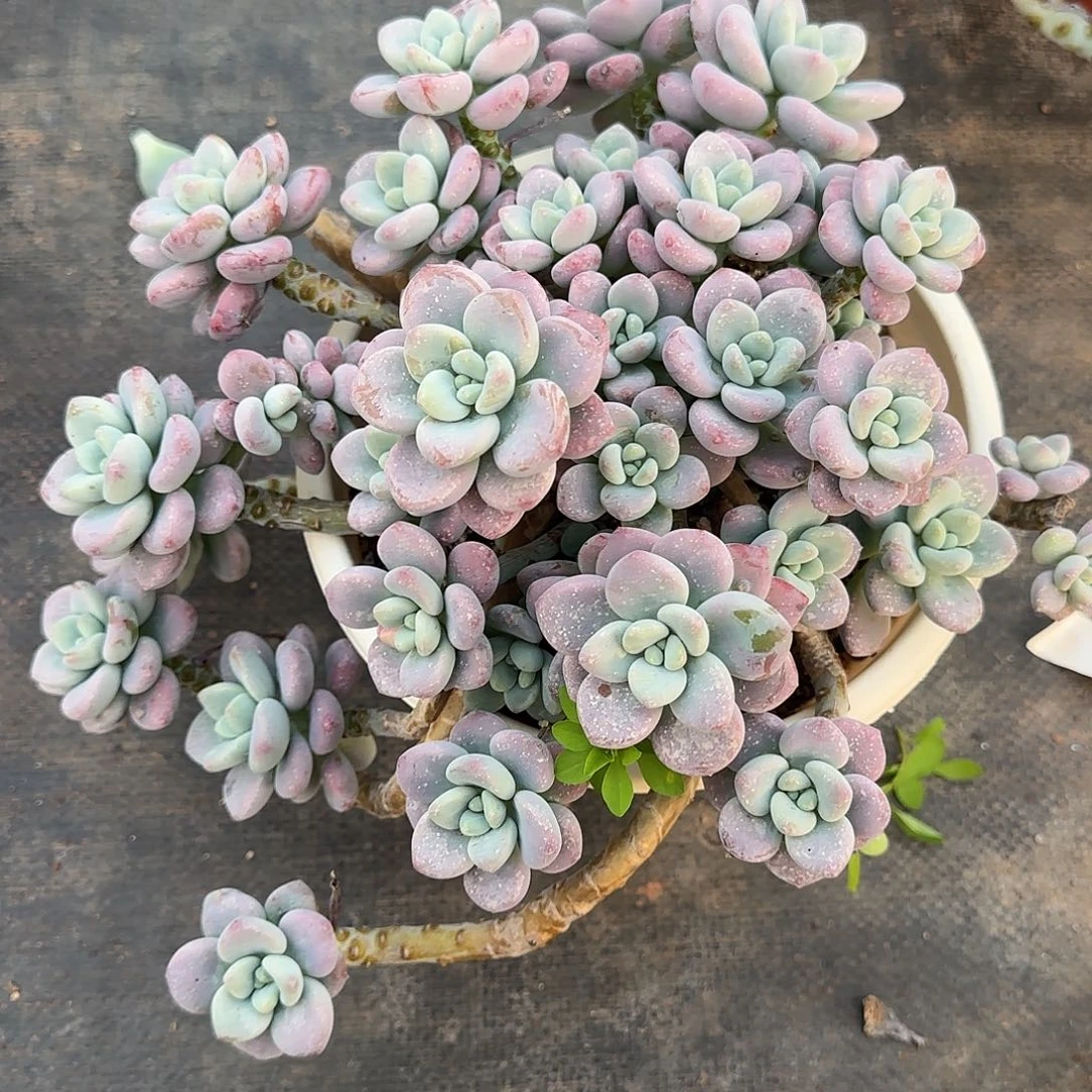 爱***钱多肉植物洛神 194