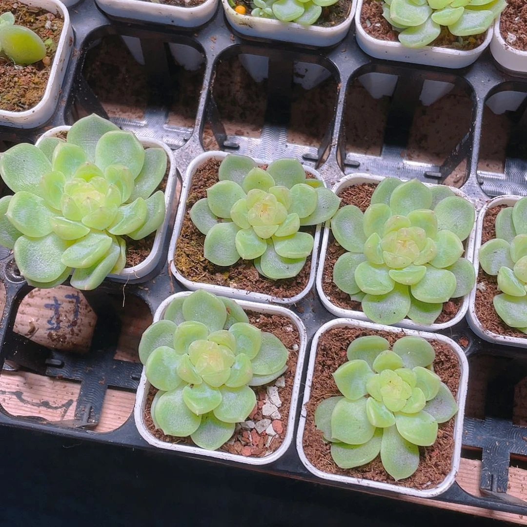 泼天状态盆一个满25包邮