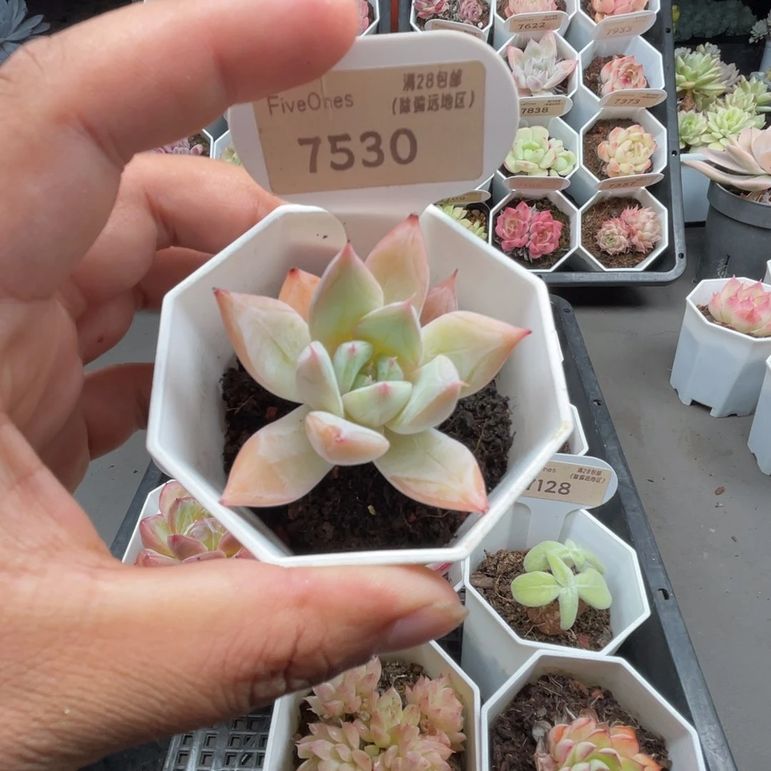 7530嫦娥5.0厘米