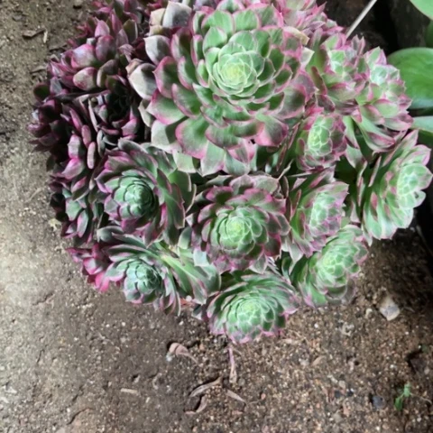 多肉植物万彩灯锦。