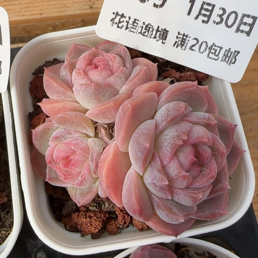 花语逸镜0130-299